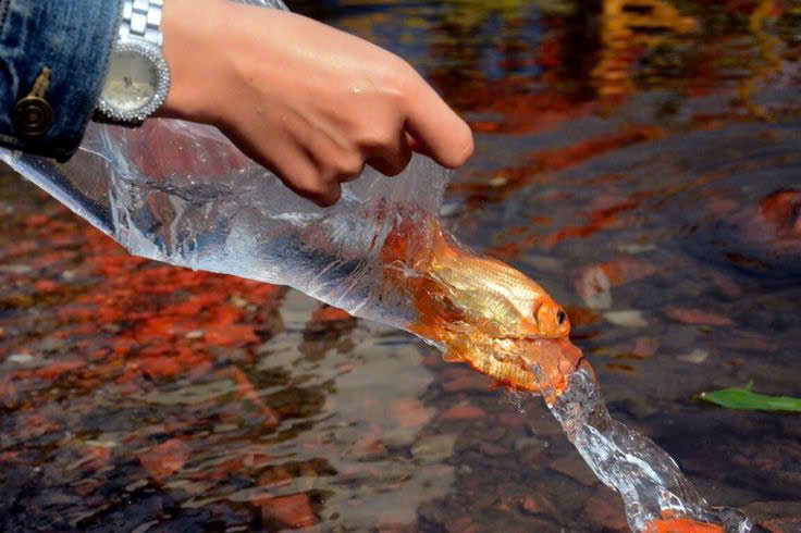 thả cá chép vào ngày cúng ông Táo